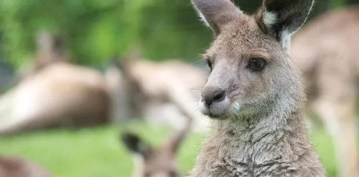 15 интересных фактов о кенгуру > Интересные факты