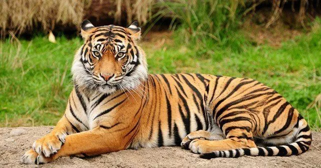 30 интересных фактов о тиграх > Интересные факты