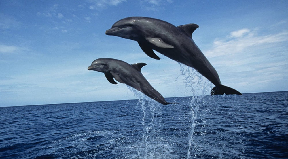 Массовое убийство черных дельфинов в Дании – Интересные факты