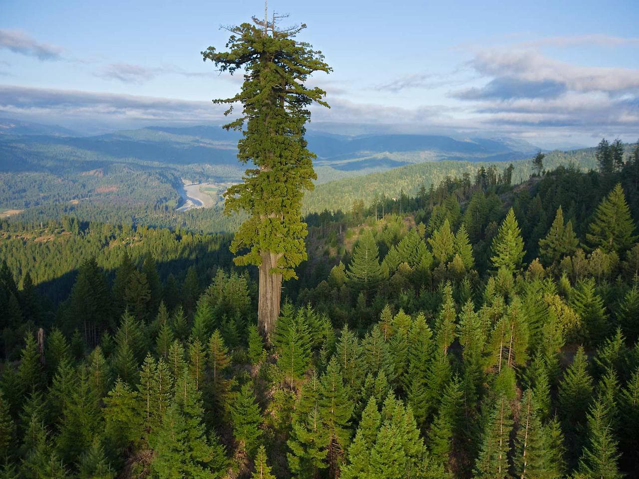 Самое высокое дерево в мире – Интересные факты