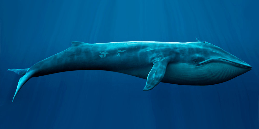 25 интересных фактов о китах