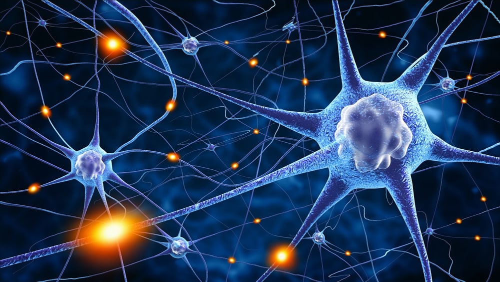 16 интересных фактов о нервной системе человека