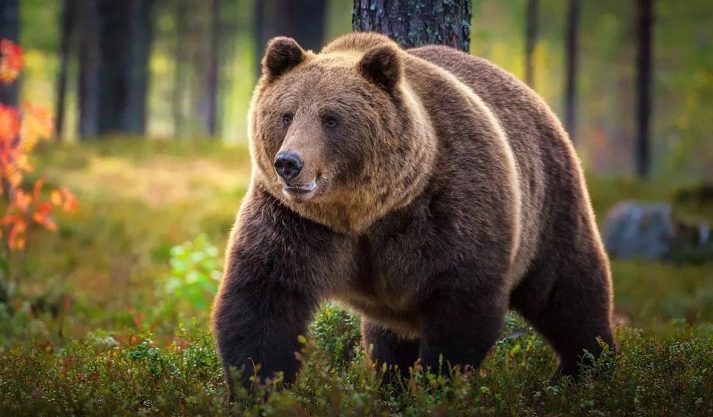 18 интересных фактов о медведях