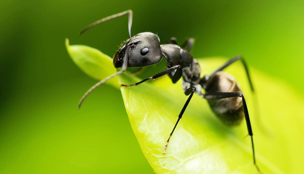 24 интересных факта о насекомых