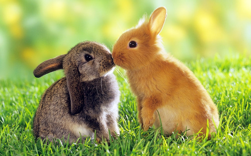 16 интересных фактов про зайцев