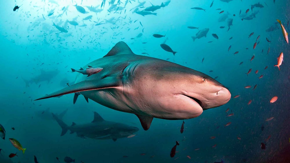 30 интересных фактов об акулах