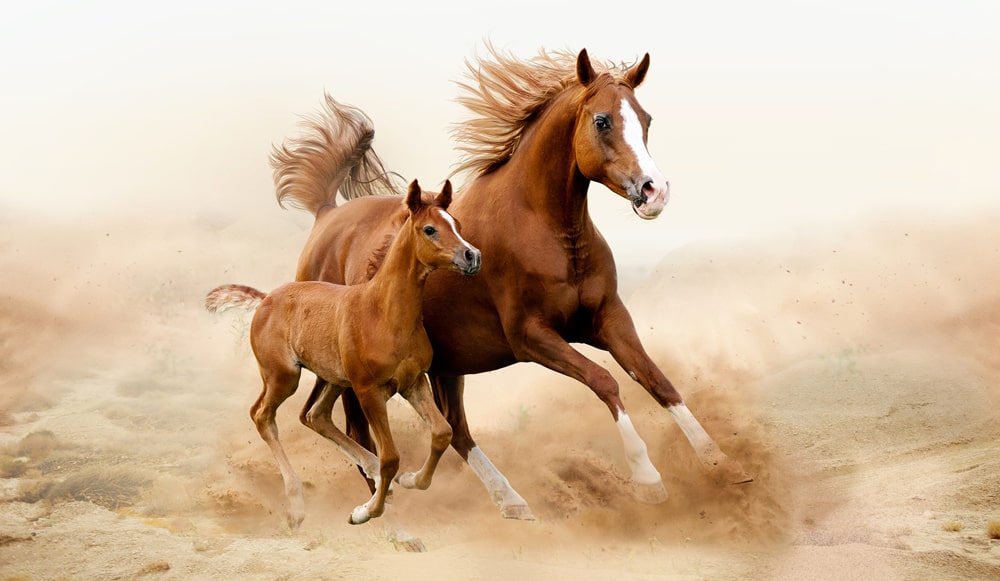 12 интересных фактов о лошадях