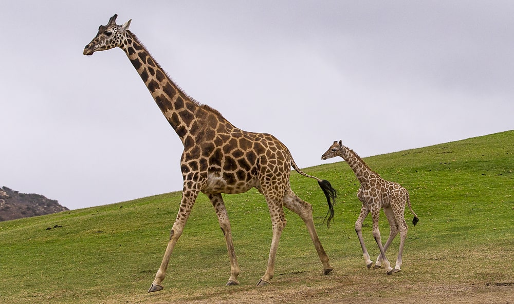 22 интересных факта о жирафах