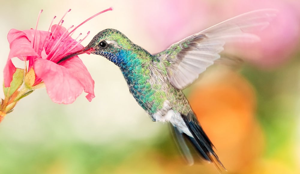16 интересных фактов о колибри