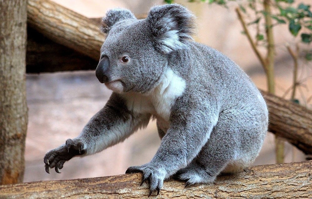 22 интересных факта о коалах