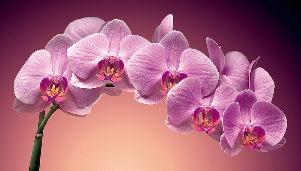 20 интересных фактов об орхидеях