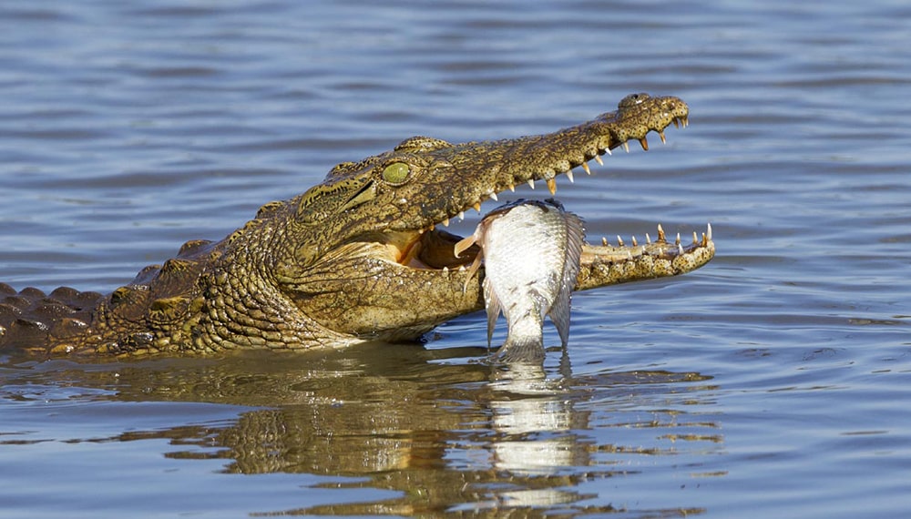28 интересных фактов о крокодилах