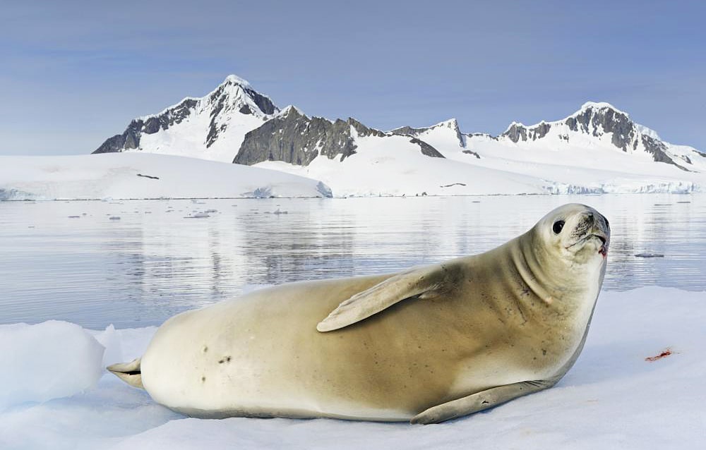 12 интересных фактов о тюленях