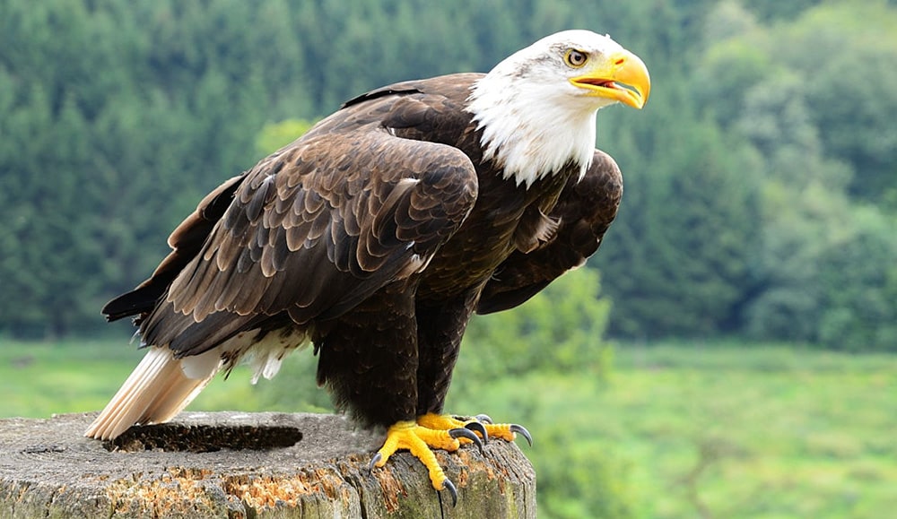 21 интересный факт об орлах