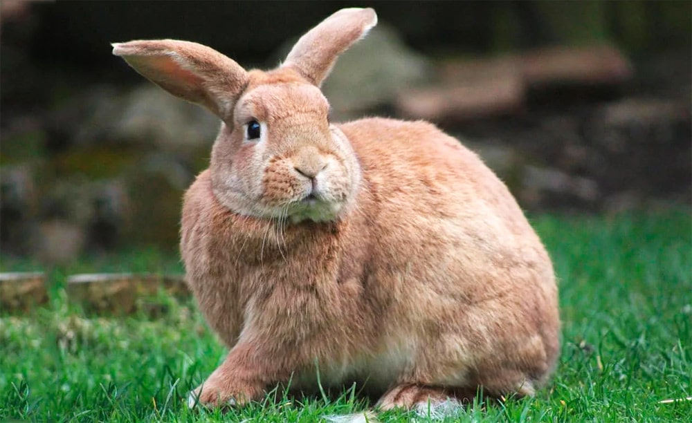17 интересных фактов о кроликах