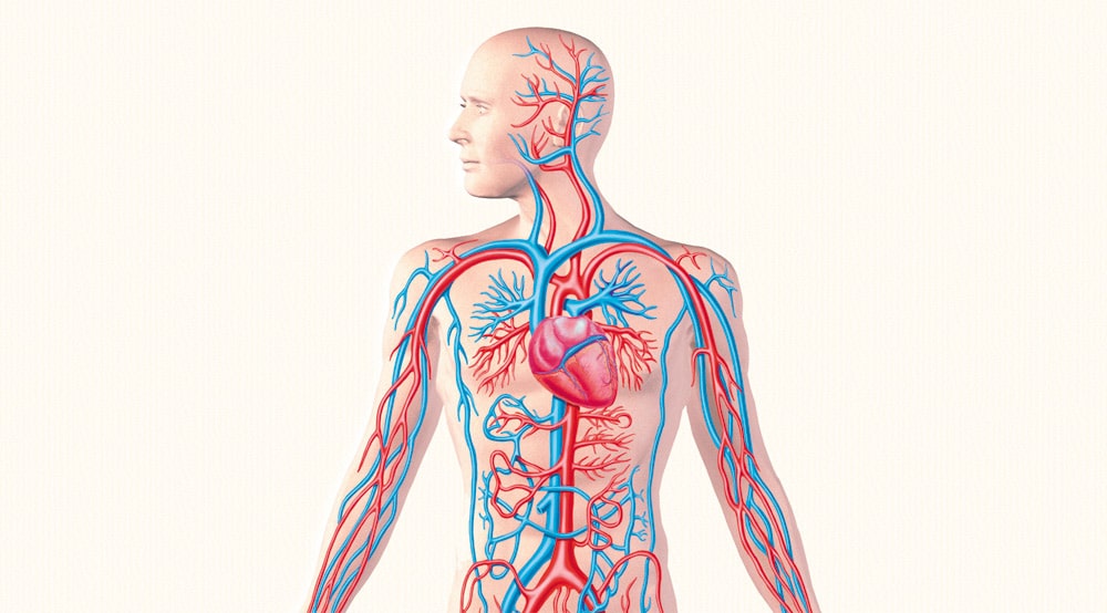 24 интересных факта о кровеносной системе