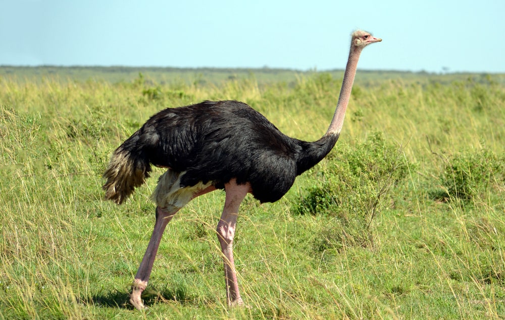 16 интересных фактов о страусах
