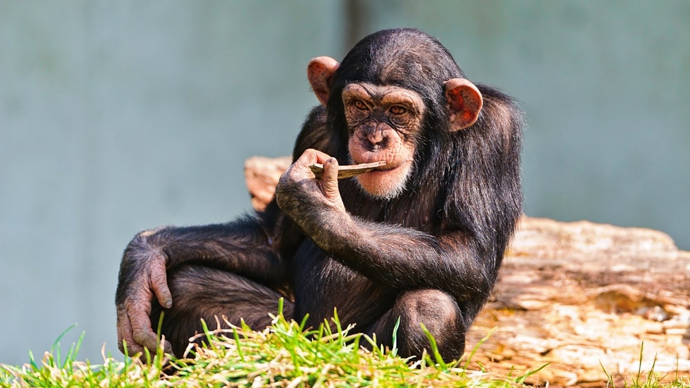 12 интересных фактов об обезьянах