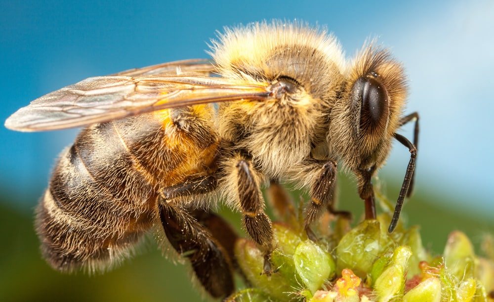 24 интересных факта о пчелах
