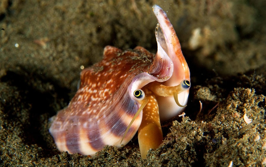 29 интересных фактов о моллюсках