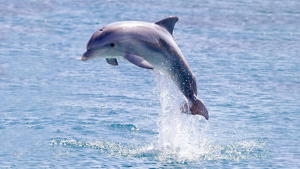 16 интересных фактов о дельфинах