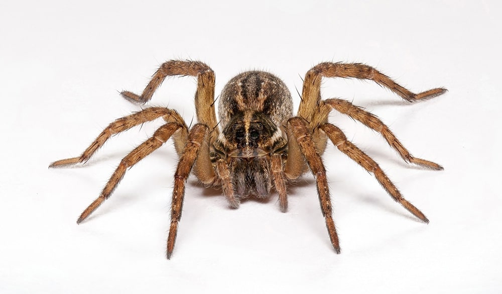 30 интересных фактов о пауках