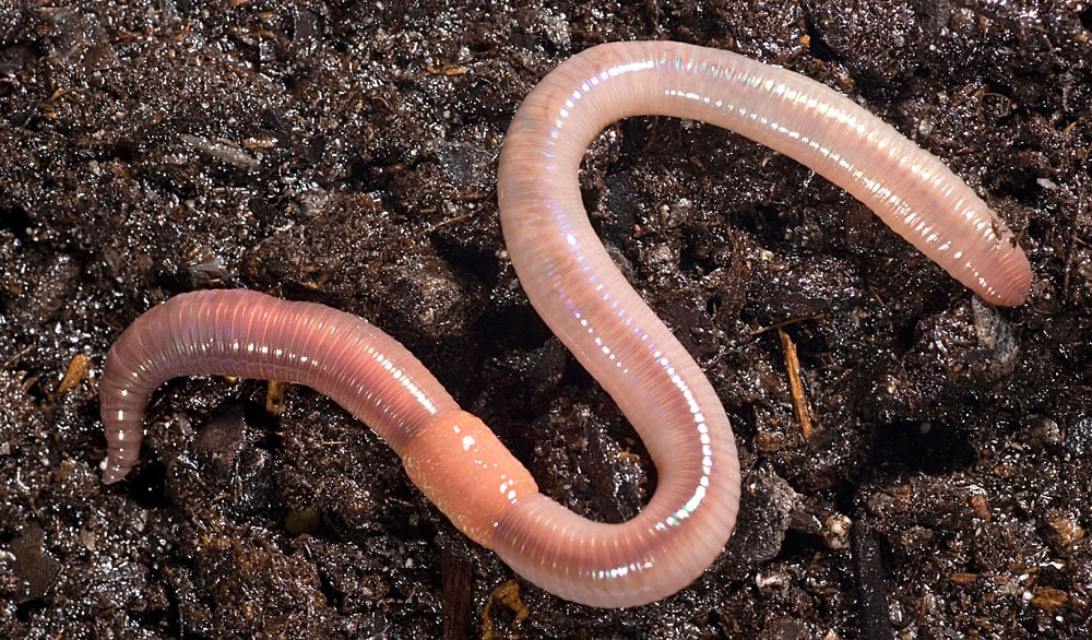 16 интересных фактов о кольчатых червях