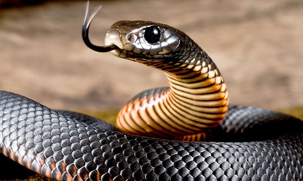 16 интересных фактов о змеях