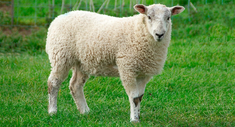 16 интересных фактов об овцах