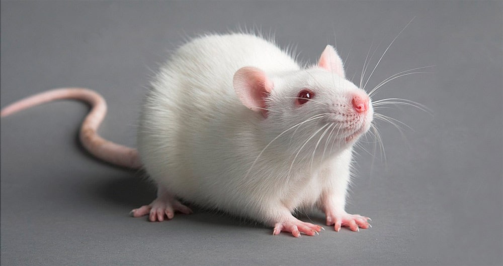 14 интересных фактов о мышах