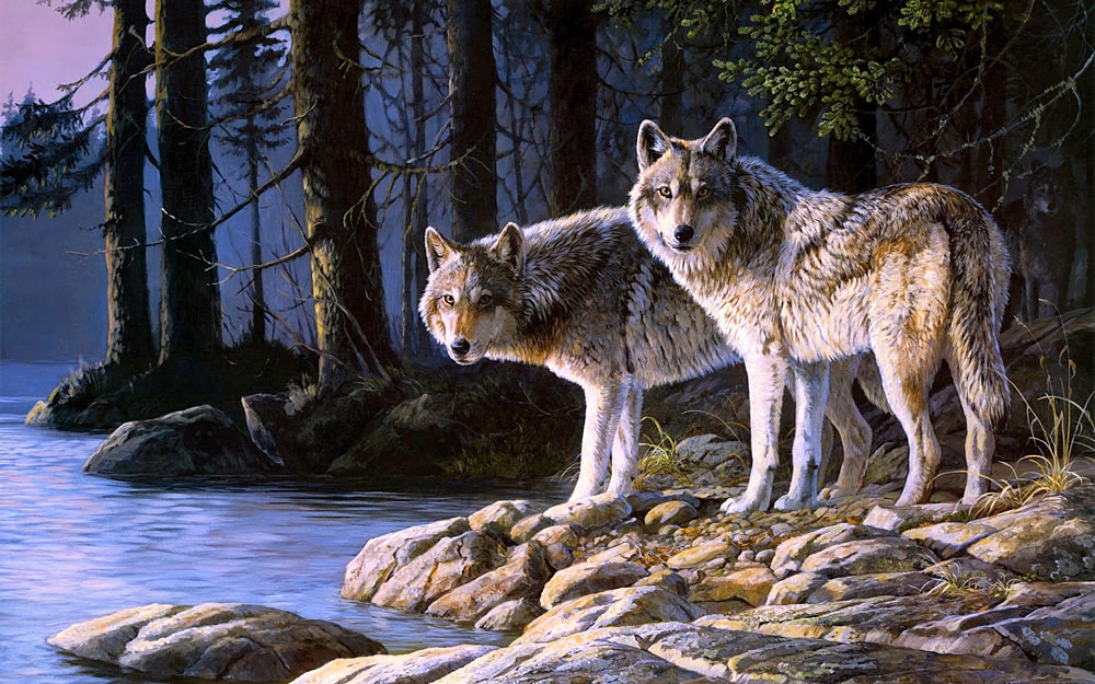 26 интересных фактов о волках
