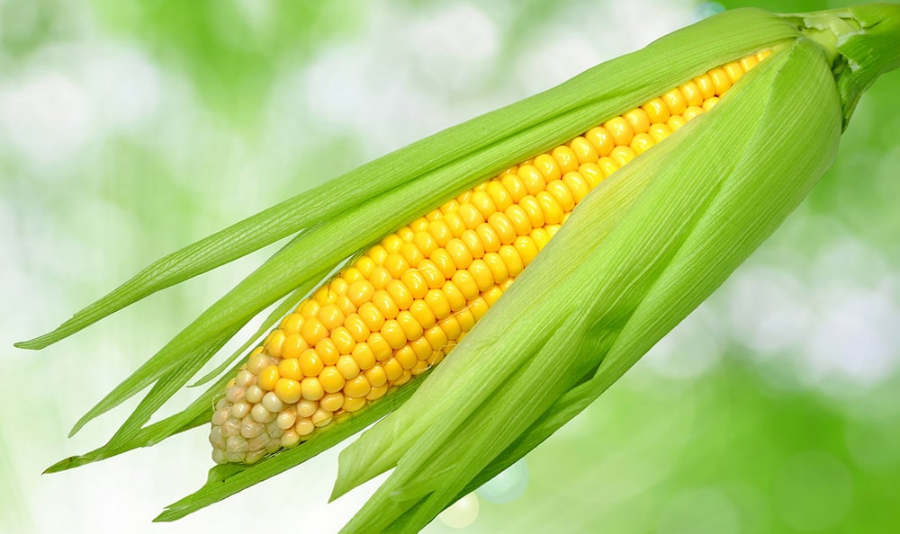 24 интересных факта о кукурузе