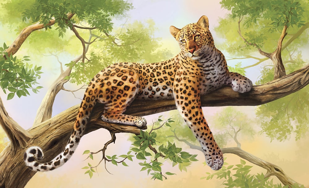 19 интересных фактов о леопардах
