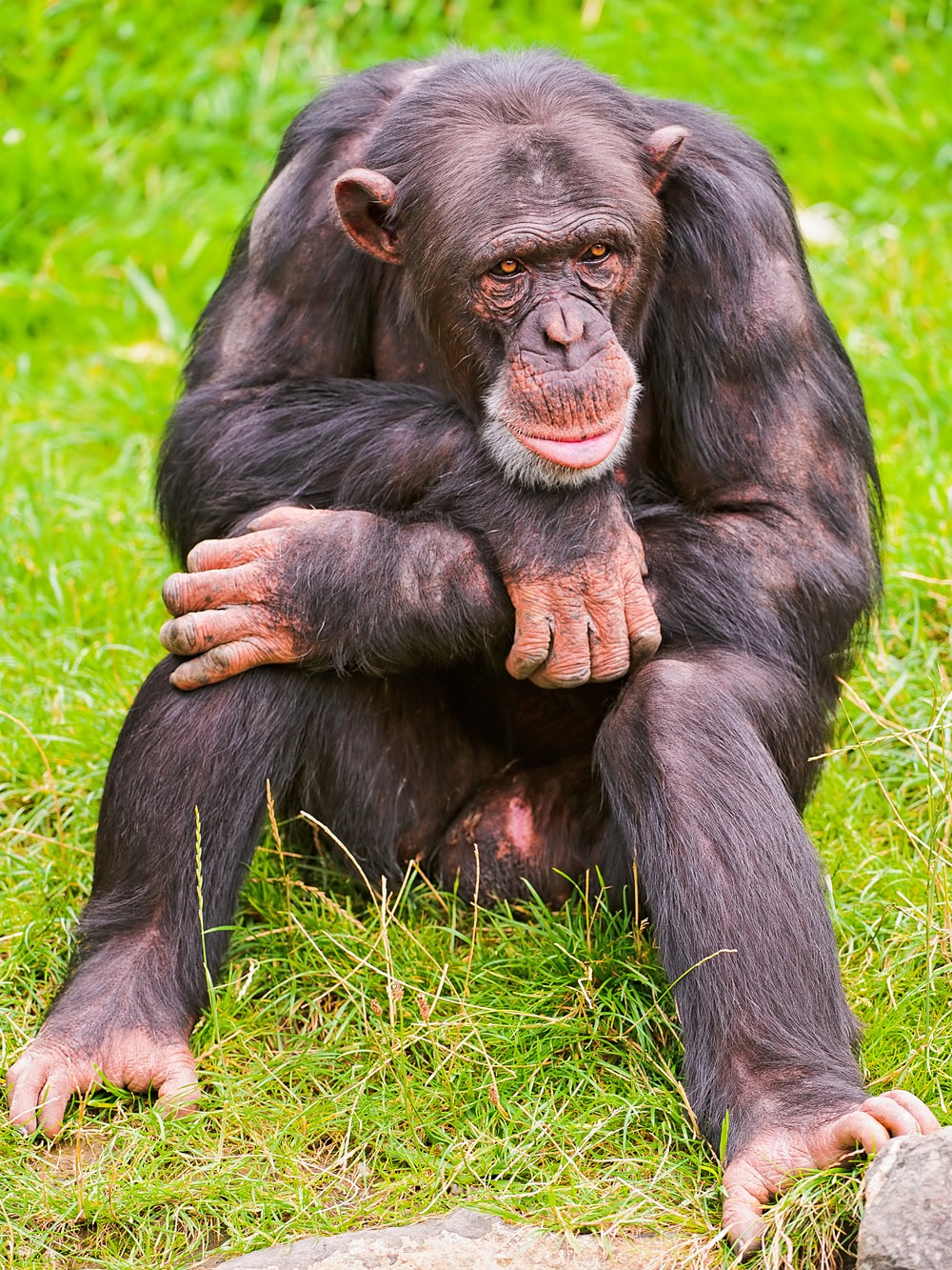 12 интересных фактов о шимпанзе