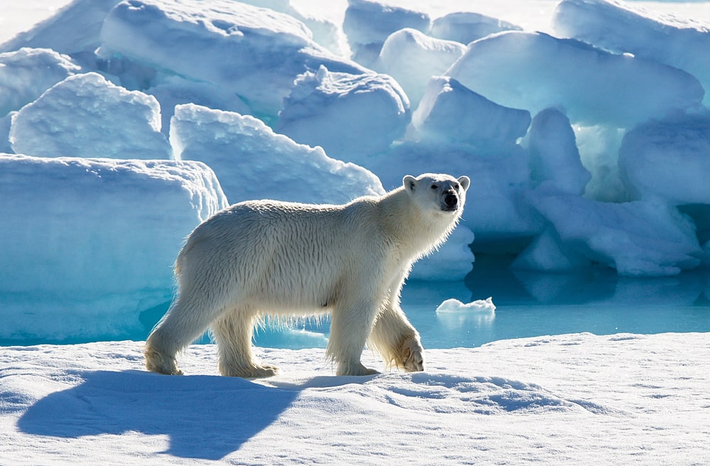 10 фактов о Большом Арктическом заповеднике
