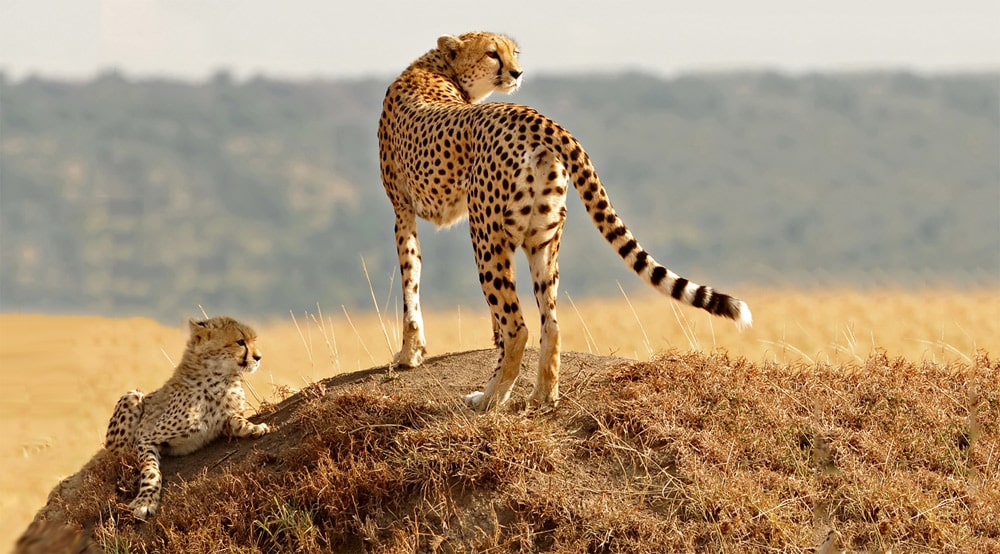 25 интересных факта о гепардах