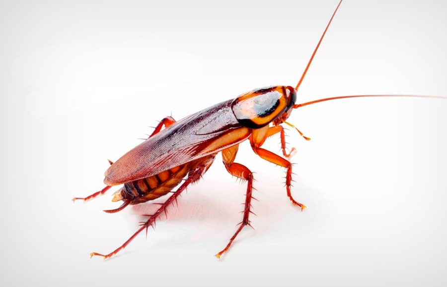 17 интересных фактов о тараканах