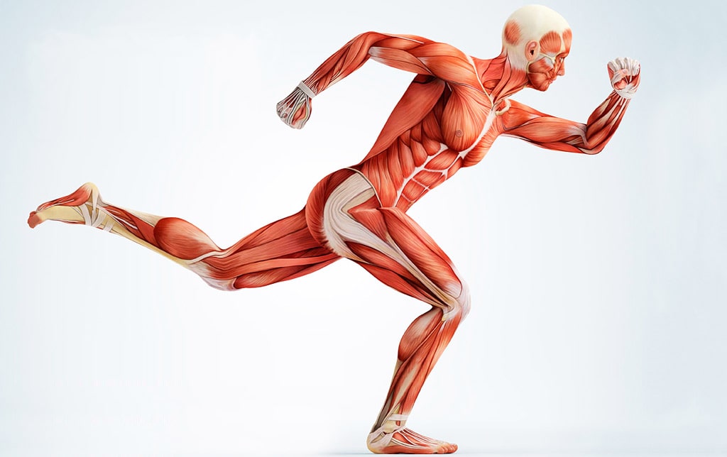 17 интересных фактов о мышцах