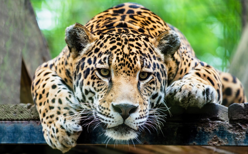 24 интересных факта о ягуарах