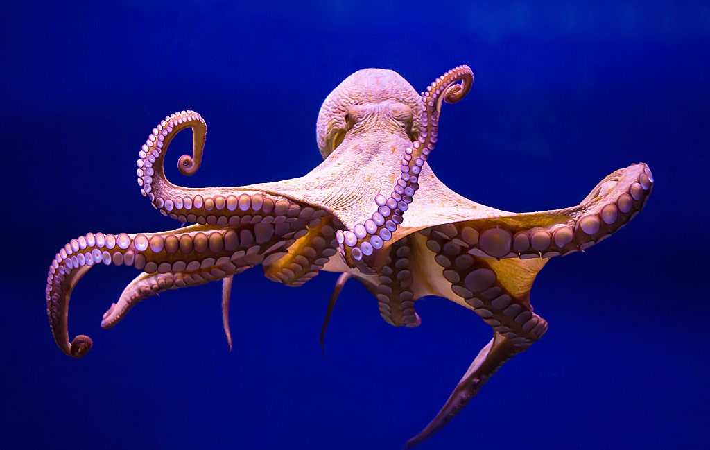 17 интересных фактов об осьминогах