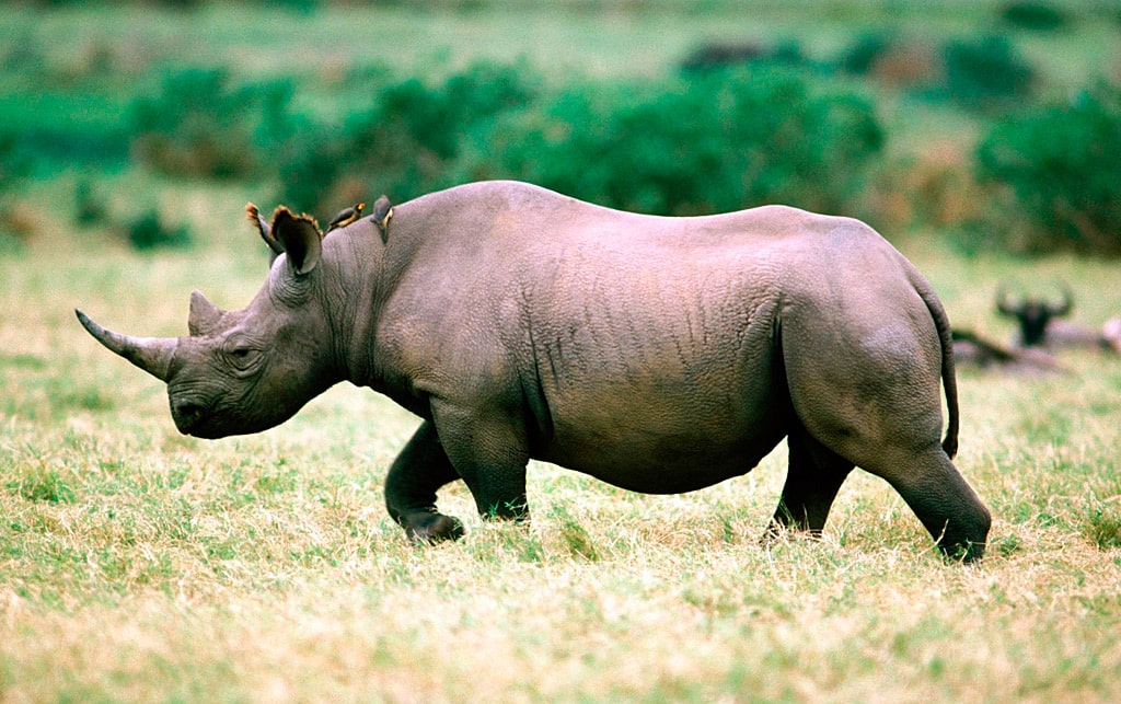 28 интересных фактов о носорогах
