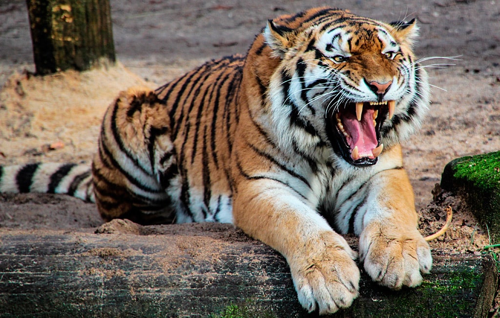 25 интересных фактов о тиграх