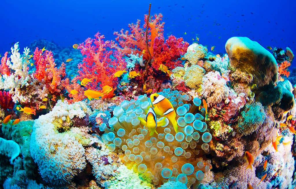 12 интересных фактов о Красном море