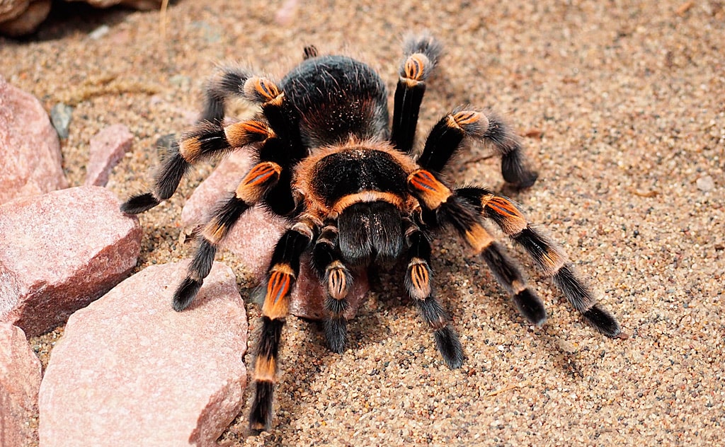 15 интересных фактов о тарантулах