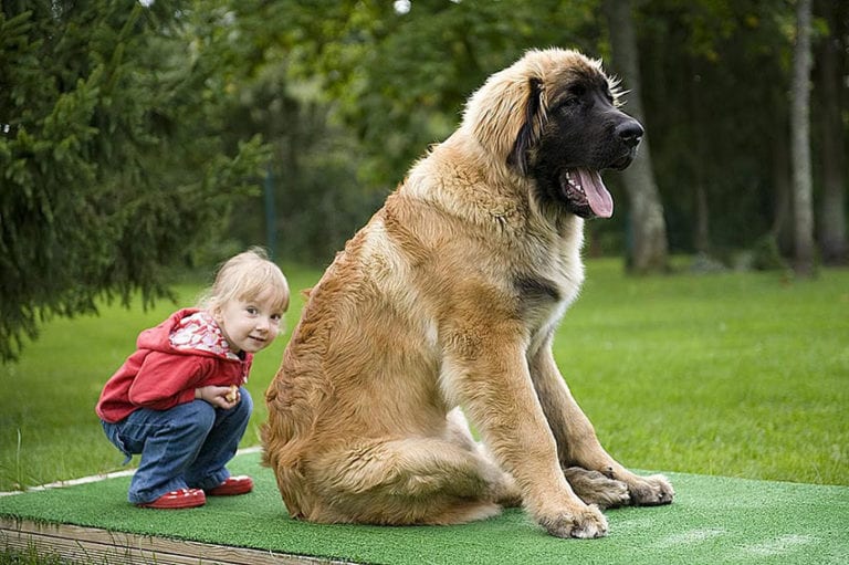 Самые большие собаки – Интересные факты