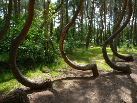 Кривой лес – Интересные факты