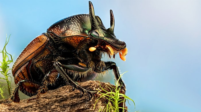 Священный жук скарабей - описание и фото
